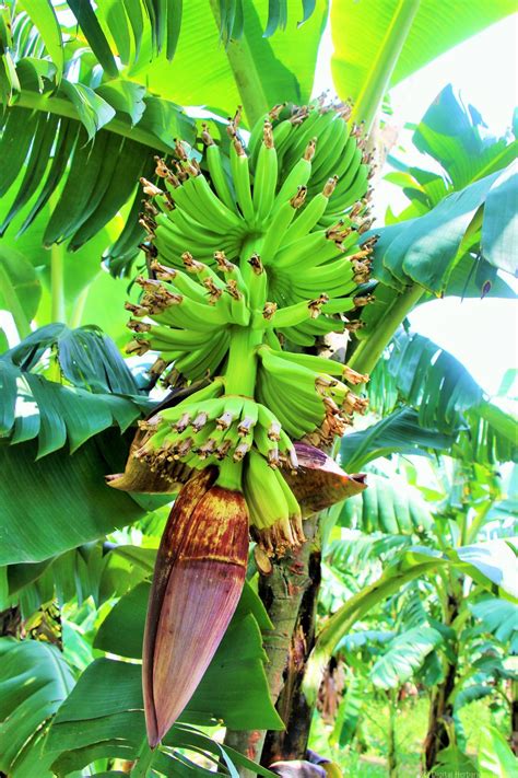 Banana - Digital Herbarium of Crop Plants