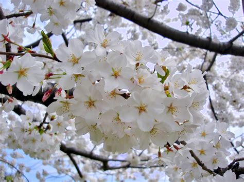 804946 Flowering Trees Sakura White Rare Gallery Hd Wallpapers