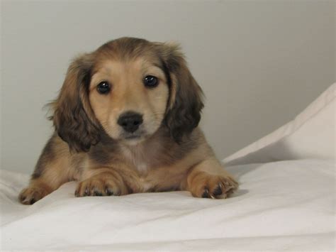 Our puppies are home and potty trained. Dachshund Puppies For Sale In Michigan - Pets Ideas