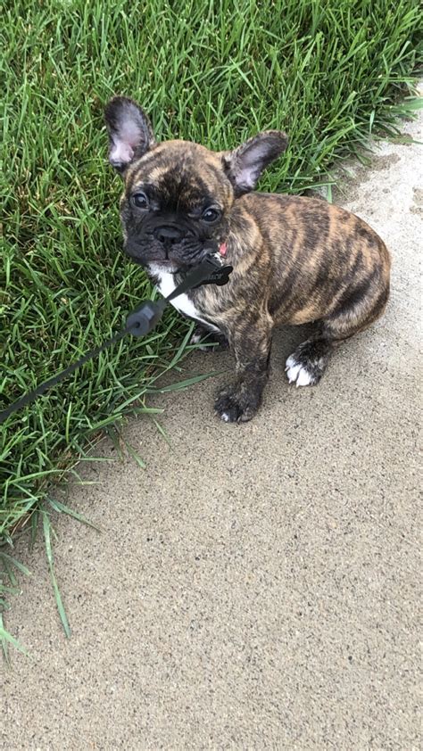 I exclusively breed french bulldogs which are raised and live in my home so they are well socialized for a. French Bulldog Puppies For Sale | Minneapolis, MN #305013