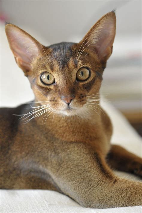 Abyssinian A Love Of Heights Is A Signal Trait Of The Abyssinian Most