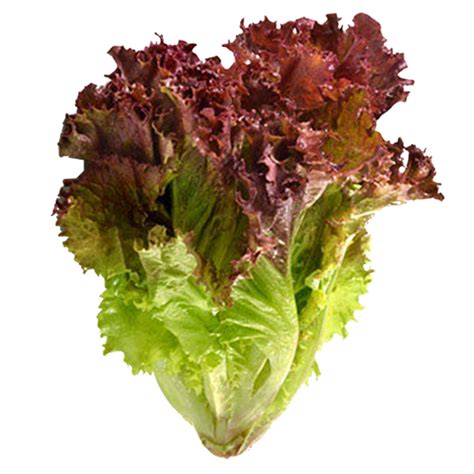 Organic Red Leaf Lettuce By The Bunch Elm City Market