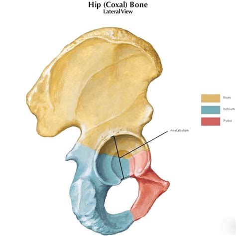 Human Hip Bone Anatomy Hip Joint Anatomy Image And Photo Free Trial