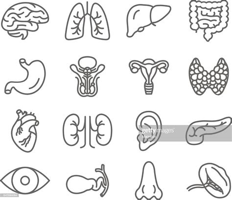 Human Organs Vector Icons Set High Res Vector Graphic Getty Images
