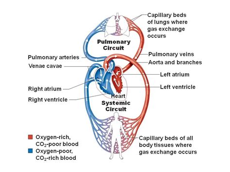 Systemic And Pulmonary Circuit Oxygenated Diagram Quizlet