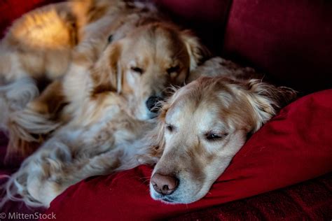 Any longer and people may begin to enter other cycles of sleep, that result in feeling even more drowsy after waking. Nap Pod : goldenretrievers