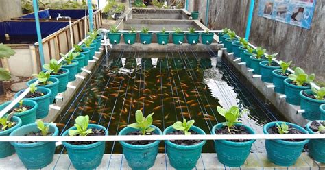 Budidaya Ikan Dan Sayuran Dengan Sistem Aquaponik
