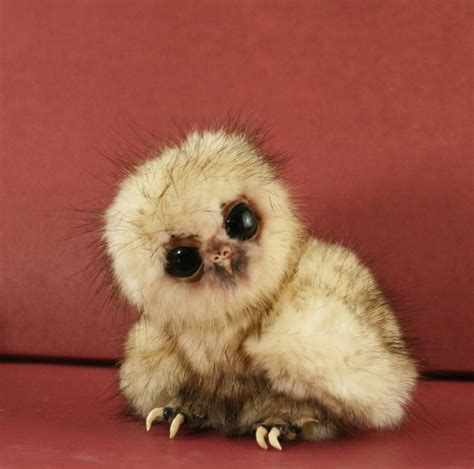 Cute Baby Owl Wallpaper Wallpapersafari