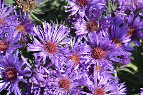Purple Dome Aster Is A Fall Flowering Perennial Plant