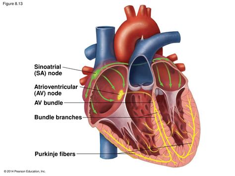 Ppt Heart And Blood Vessels Powerpoint Presentation Free Download