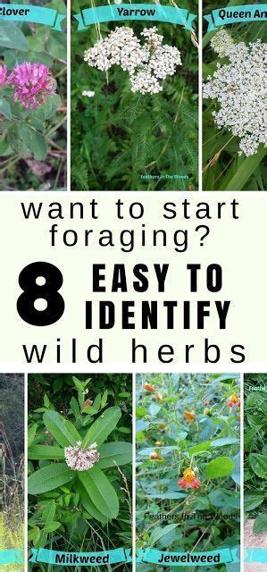 8 Wild Herbs I Forage For And You Can Too Edible Wild Plants