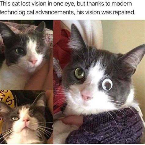 Most 23 Dank Cat Memes Thug Life Meme Funny Cat Memes Cat Memes Gambaran