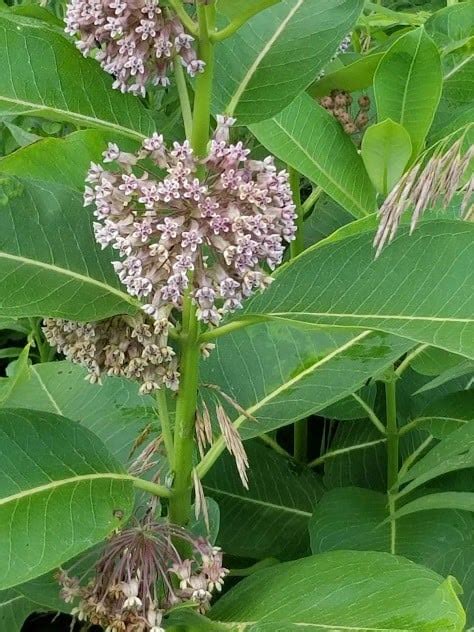 Milkweed How To Grow Asclepias Syrica Growit Buildit