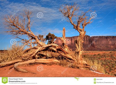Juniper Tree Arizona Monument Valley Stock Photo Image