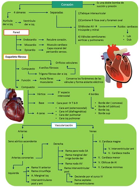 Fisiología Médica Corazón Generalidades