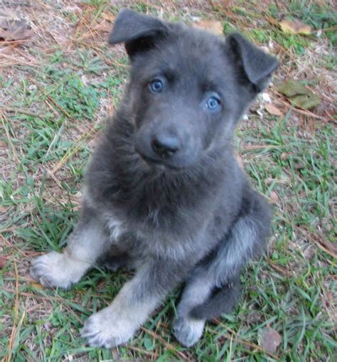 Blue German Shepherd Puppy Petsidi