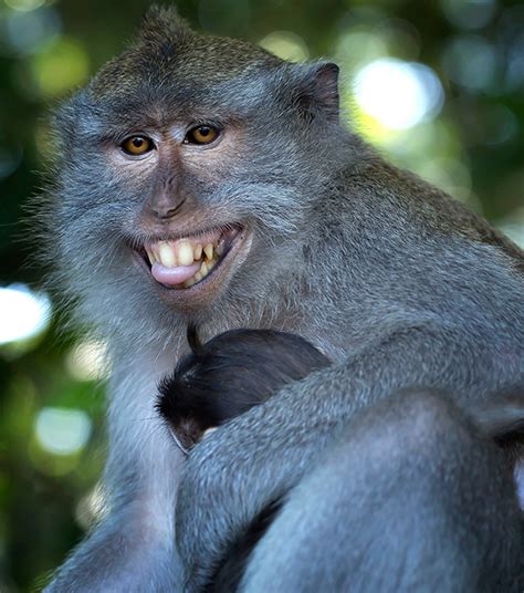 Cheeky Monkey Flashes Amazing Toothy Smile At Photographer Real Life