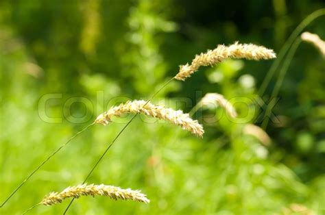 Green Summer Grass In A Sun Day Stock Image Colourbox