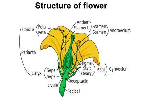 Structure of flower Morphology of flower Double fertilization презентация онлайн