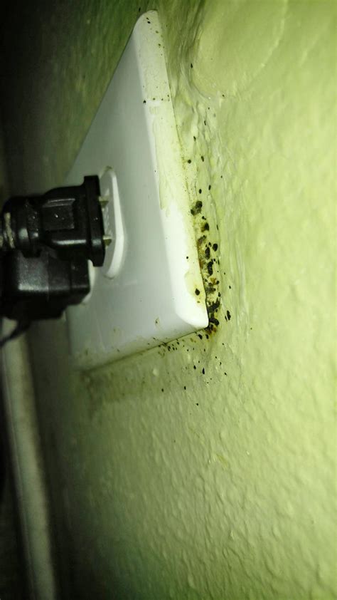 Pests We Treat Horrible Bed Bug Infestation In Monroe Township Nj