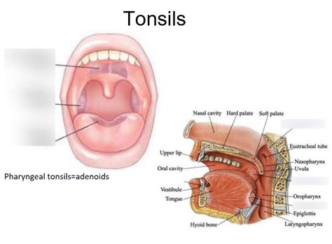 Tonsils Diagram Quizlet