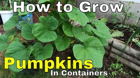 How To Grow Pumpkins In Containers Youtube