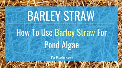 Doing this minimizes the risk of feeling nauseous or getting a headache. How To Use Barley Straw For Pond Algae (Does It Really Work?)