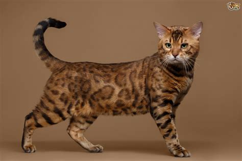 Bengal Cat Breed Information Buying Advice Photos And