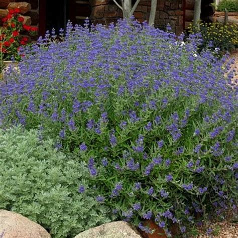 It fits into almost any landscape and provides abundant greenery and flowers in the spring. Blue Mist Spirea First Choice - Caryopteris clandonensis ...
