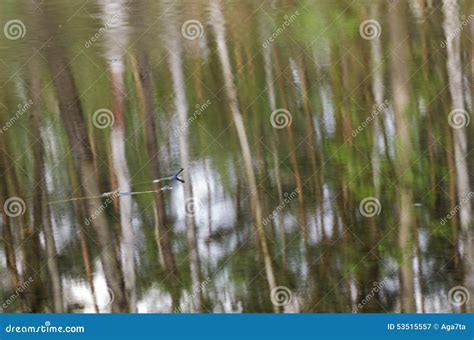 Forest Reflection In Water Stock Image Image Of Tree 53515557