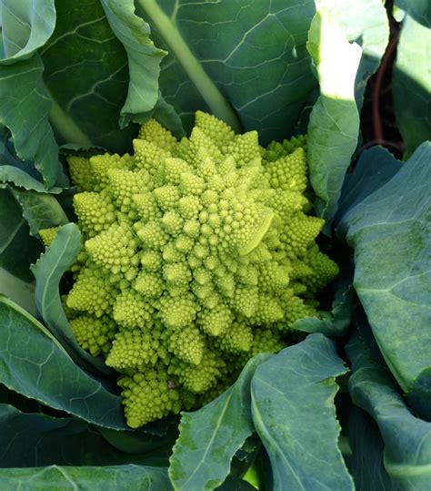 Romanesco Broccoli Taste Like Cauliflower When Raw But Broccoli When