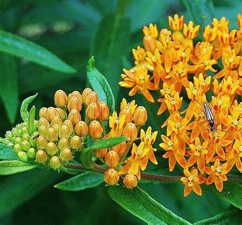 How To Grow Butterfly Weed Asclepias Tuberosa Hubpages