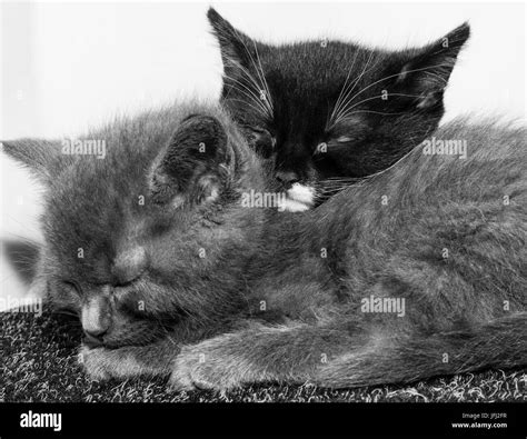 Sleeping Baby Cats Stock Photo Alamy