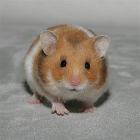 Syrian Hamster Cute Hamsters