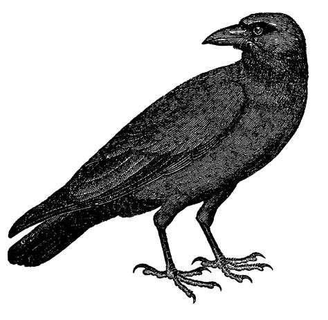 Digital Stamp Design Vintage Free Crow Raven Drawing Bird Images