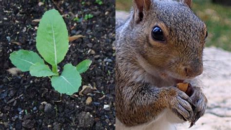 How To Protect Vegetables Seedlings From Squirrels Youtube