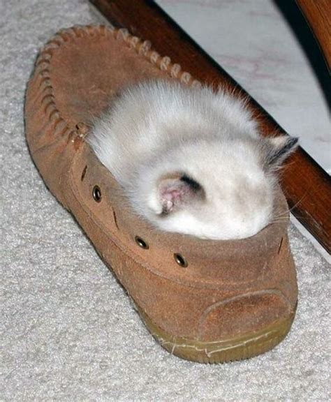 17 Pets Who Have A Serious Shoe Obsession Really Funny Pictures