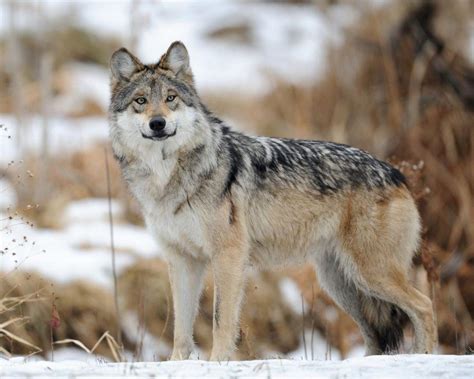 Endangered Mexican Wolf Treks Further North In New Mexico