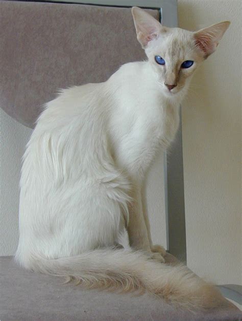 Balinese Catbeautifulnever Seen This Breed Beforebut I Would
