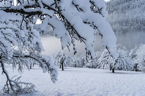 Information and translations of sneeuw in the most comprehensive dictionary definitions resource on the web. Veel sneeuw die in Zwitserland en Oostenrijk laag valt ...