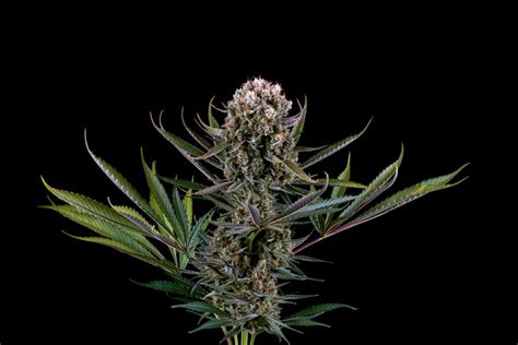 5 Tips And Tricks To Maximize Yields In Autoflowers
