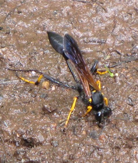 Bug Eric Wasp Wednesday Black And Yellow Mud Dauber