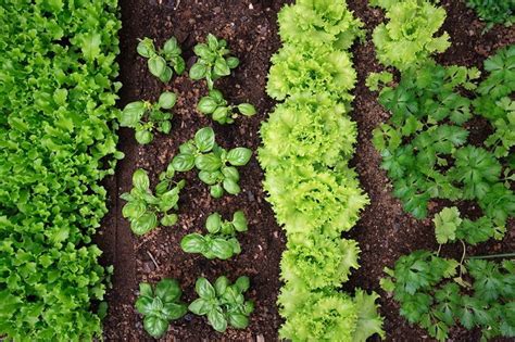 How To Tell If Your Soil Is Nutrient Depleted Daves Garden