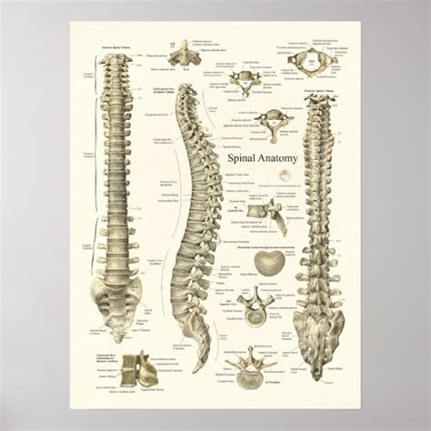 Spinal Anatomy Medical Chiropractic Poster