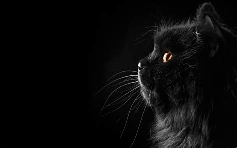 40 Gambar Black Cat Full Hd Wallpaper Terbaru 2020 Miuiku