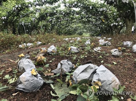 Damage to farmland and agricultural facilities stood at ¥50.96 billion. S. Korea ratchets up efforts to retore typhoon-hit farms ...