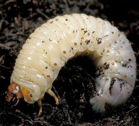 Identifying Lawn Grubs In Your Lawn Buy Turf Online