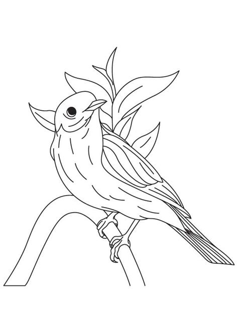 Download Or Print This Amazing Coloring Page Western Bluebird Coloring