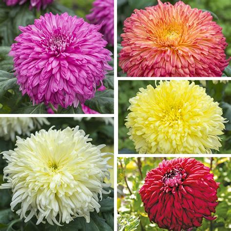 Chrysanthemum Exmoor Collection From Woolmans Flower Plants