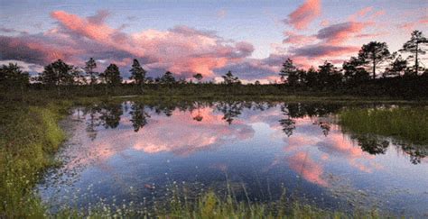 Download & share animated gifs. Beautiful Trees Animated Gif Images - Best Animations